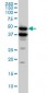 BMP7 Antibody (monoclonal) (M01)